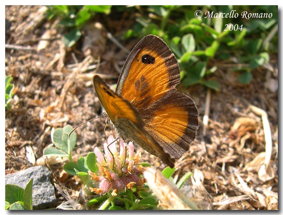 Prime visioni: 3. Pyronia cecilia (Lepidoptera, Satyridae)